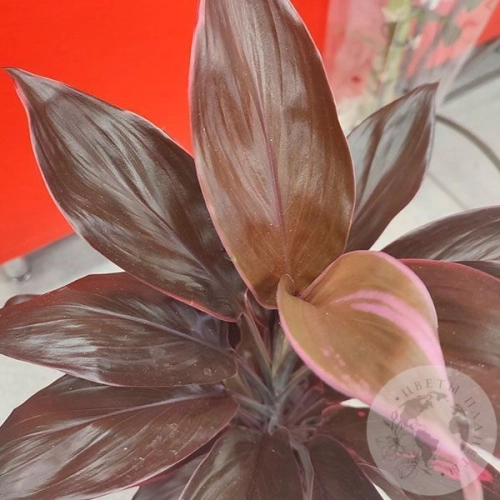 Кордилина в магазине Цветы Планеты