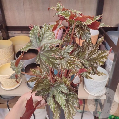 Бегония Грифон в магазине Цветы Планеты