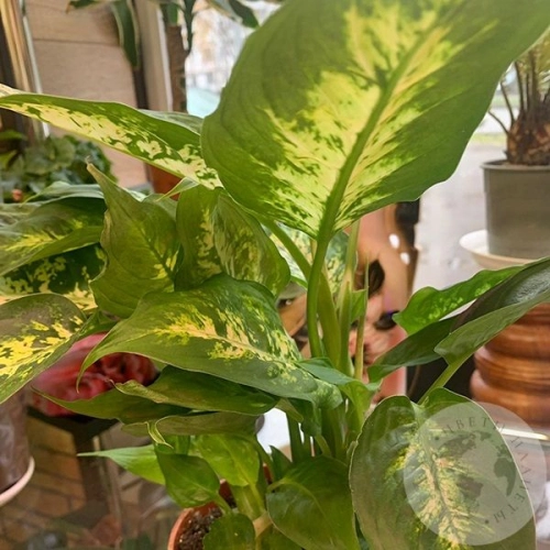 Диффенбахия