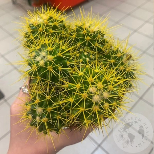 Эхинокактус Грузони золотой