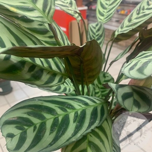 Калатея Макоя