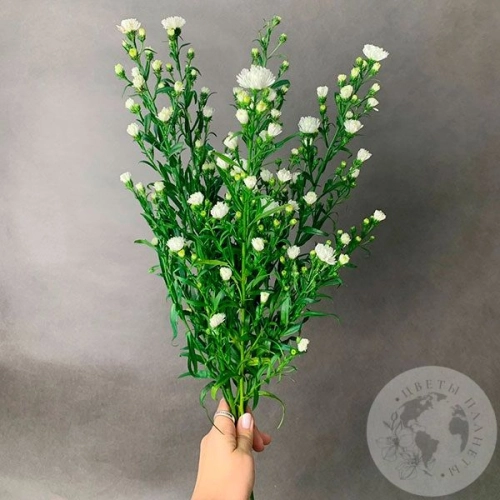 Астер белый 5 шт. в магазине Цветы Планеты