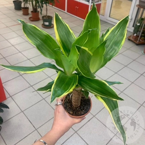 Драцена Душистая