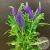Вероника синяя 7 шт. в магазине Цветы Планеты