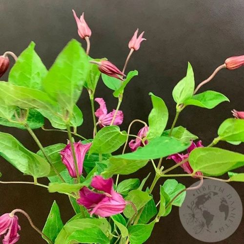 Клематис 5 шт. в магазине Цветы Планеты