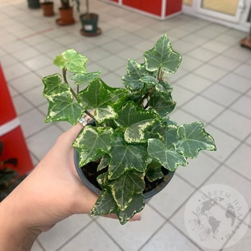 Фикус Тинеке