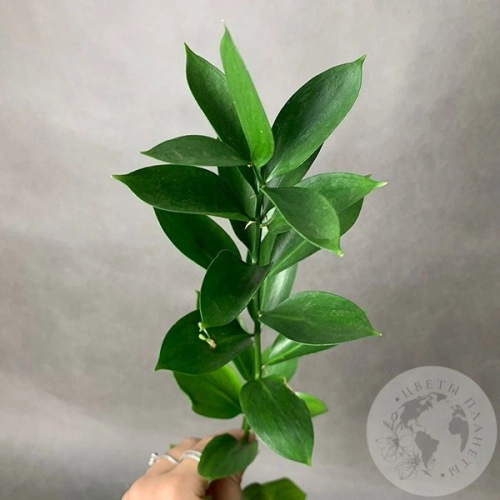 Рускус Рускус в магазине Цветы Планеты