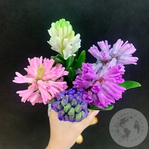 Гиацинт микс 5 шт. в магазине Цветы Планеты