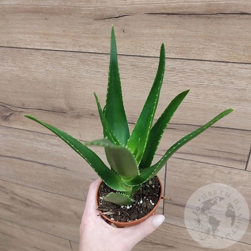 Алоэ в магазине Цветы Планеты