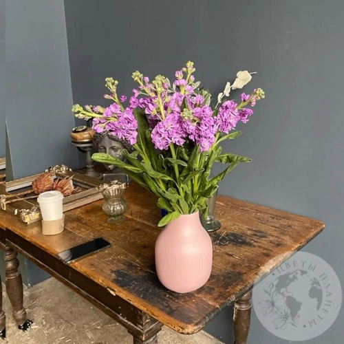 Маттиола розовая 9 шт. в магазине Цветы Планеты