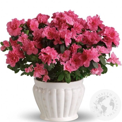 Азалия розовая