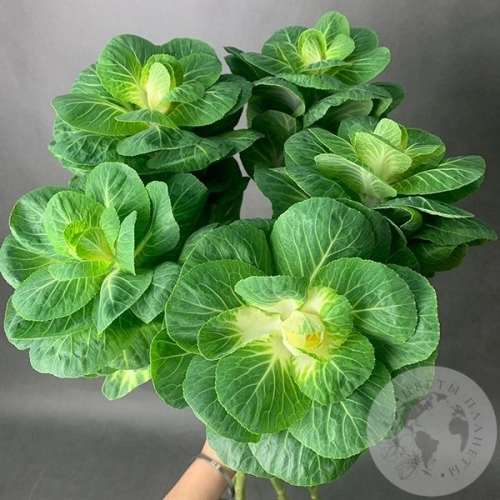 Брассика 5 шт. в магазине Цветы Планеты