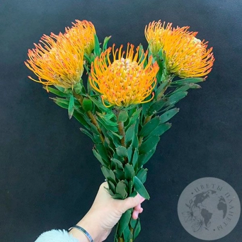 Леукоспермум оранжевый 5 шт. в магазине Цветы Планеты