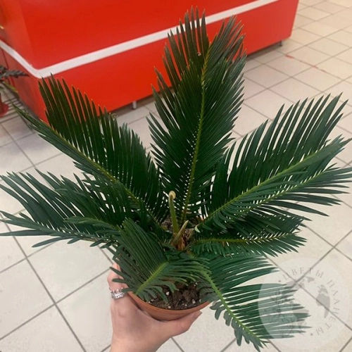 Цикас Революта