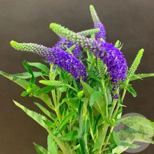 Вероника синяя 5 шт. в магазине Цветы Планеты