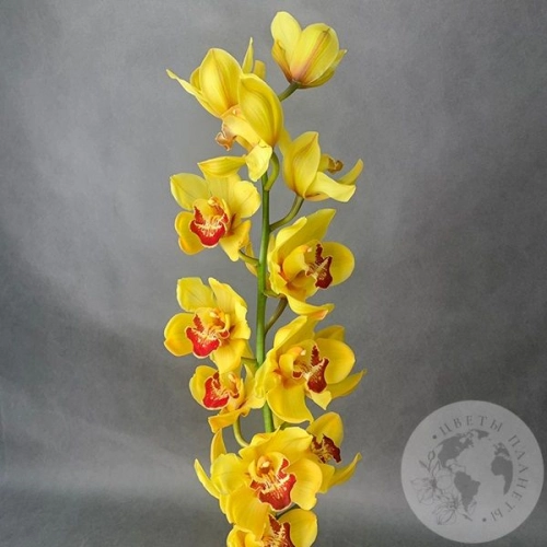 Орхидея Цимбидиум желтая