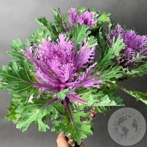 Брассика фиолетовая 3 шт. в магазине Цветы Планеты