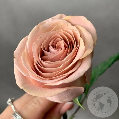 Роза бежево-розовая 40 см. в магазине Цветы Планеты