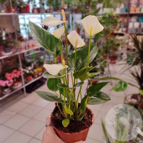 Антуриум комнатный "Мужское счастье" в магазине Цветы Планеты Антуриум комнатный "Мужское счастье"