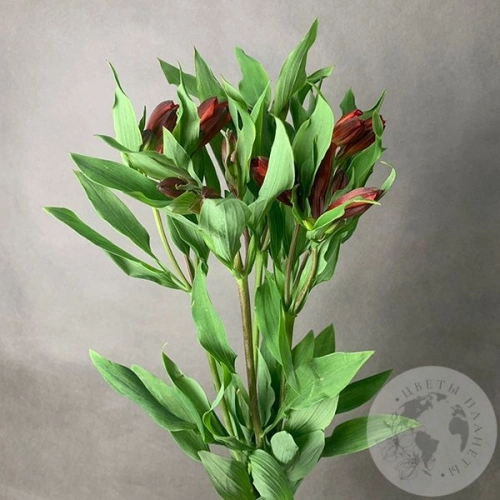 5 Альстромерий красных