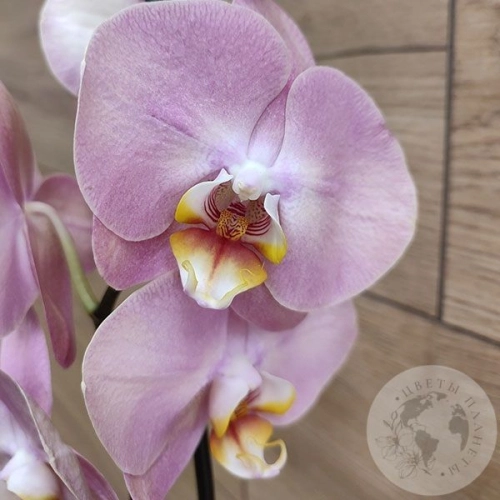 Орхидея светло-розовая в магазине Цветы Планеты