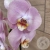 Орхидея светло-розовая в магазине Цветы Планеты Орхидея светло-розовая в магазине Цветы Планеты