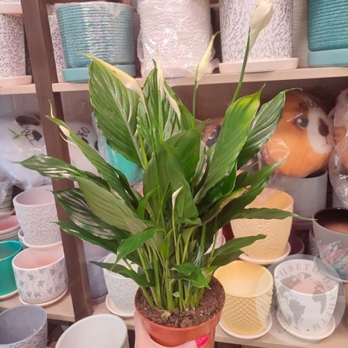 Спатифиллум комнатный в магазине Цветы Планеты