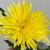 Хризантема желтая в магазине Цветы Планеты Хризантема желтая