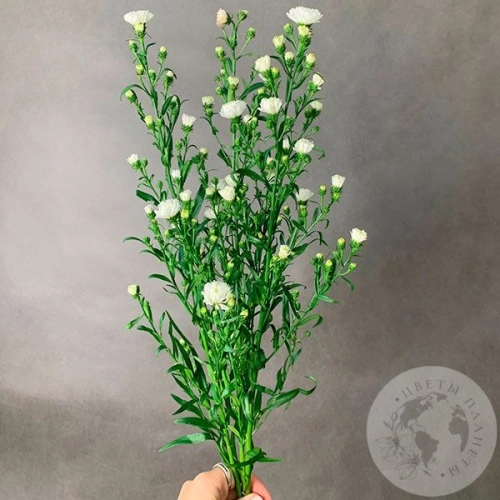 Астер белый 3 шт. в магазине Цветы Планеты