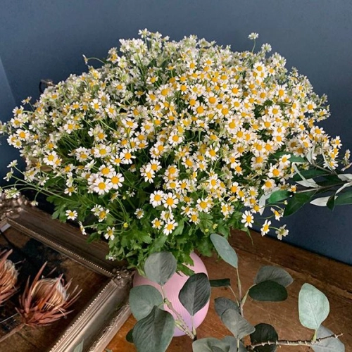 Танацетум 35 шт.