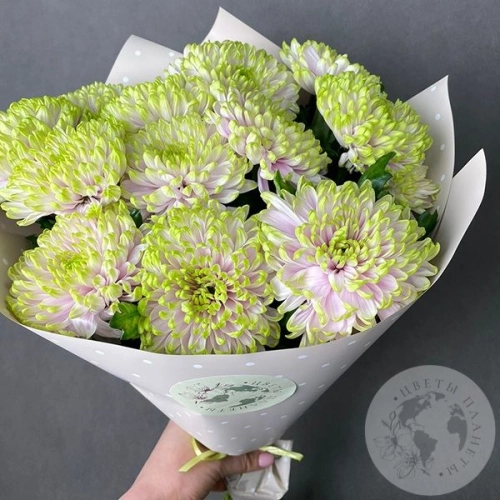 11 хризантем зеленых