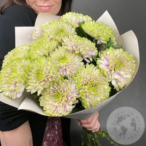 21 хризантема зеленая