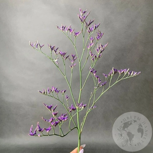 Лимониум в магазине Цветы Планеты