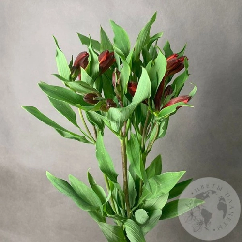 3 Альстромерии красной