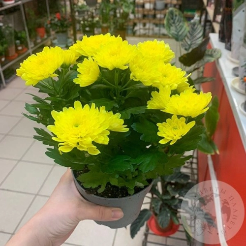 Хризантема комнатная желтая