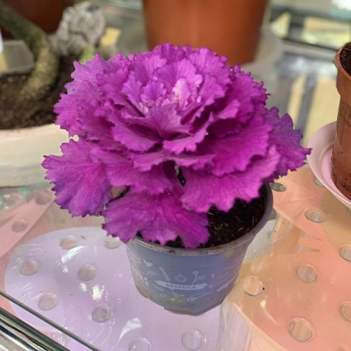 Брассика комнатная