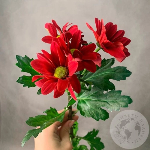 Хризантема кустовая красная