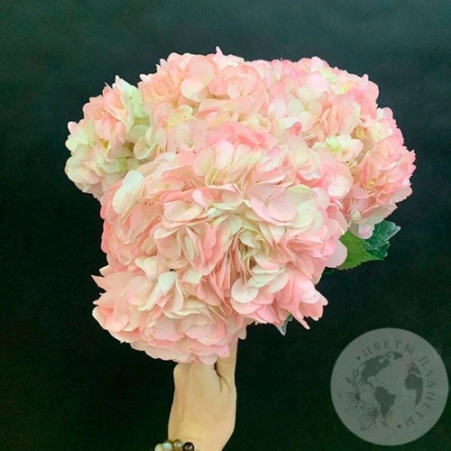 3 гортензии розовых