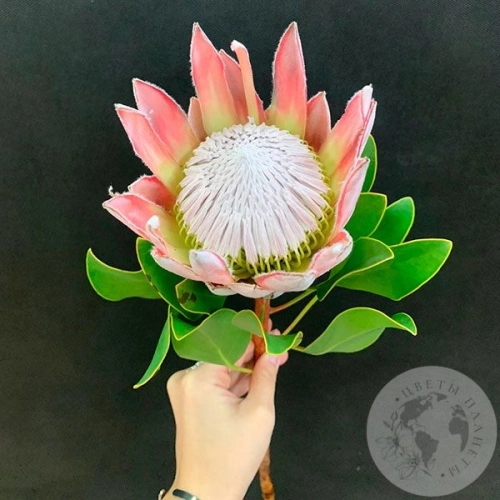 Протея в магазине Цветы Планеты