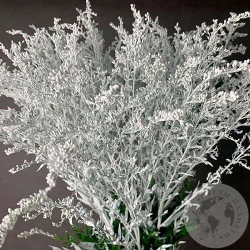 7 Солидаго белых в магазине Цветы Планеты