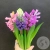 Гиацинт микс 5 шт. в магазине Цветы Планеты