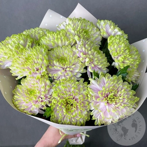 13 хризантем зеленых
