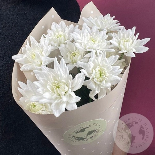 3 Хризантемы кустовых белых