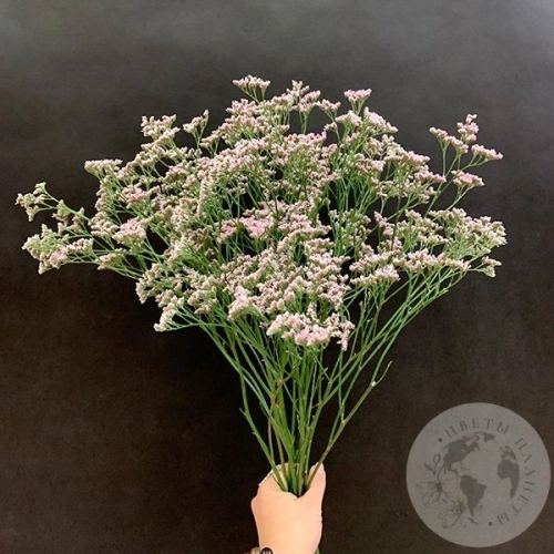 Лимониум розовый 9 шт. в магазине Цветы Планеты