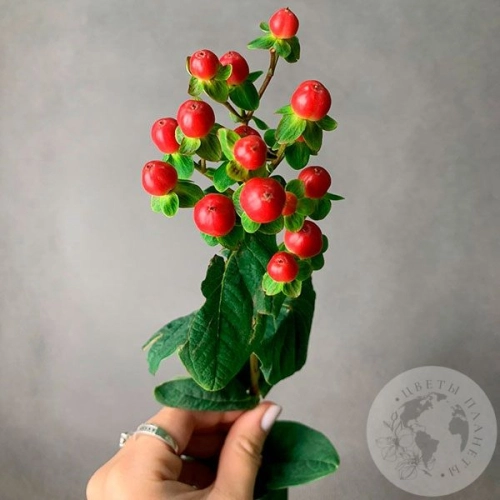 Гиперикум красный в магазине Цветы Планеты