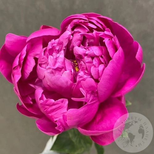 Пион розовый в магазине Цветы Планеты