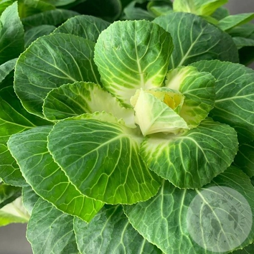 Брассика 5 шт. в магазине Цветы Планеты