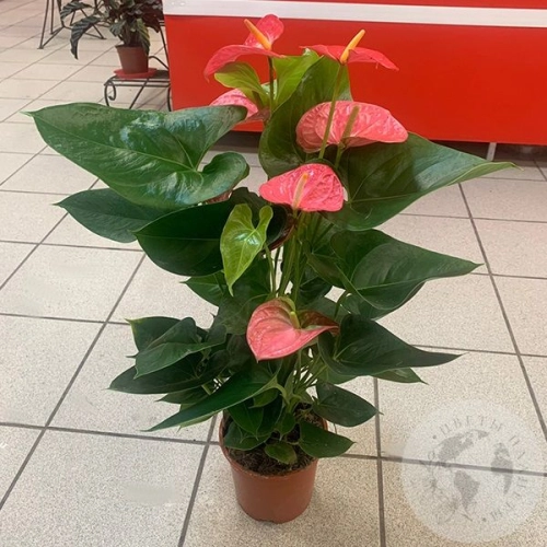 Антуриум или Мужское счастье в магазине Цветы Планеты Антуриум или Мужское счастье