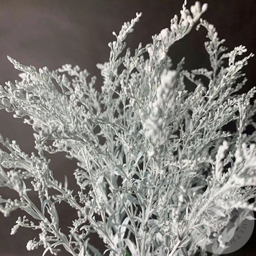 3 Солидаго белых в магазине Цветы Планеты