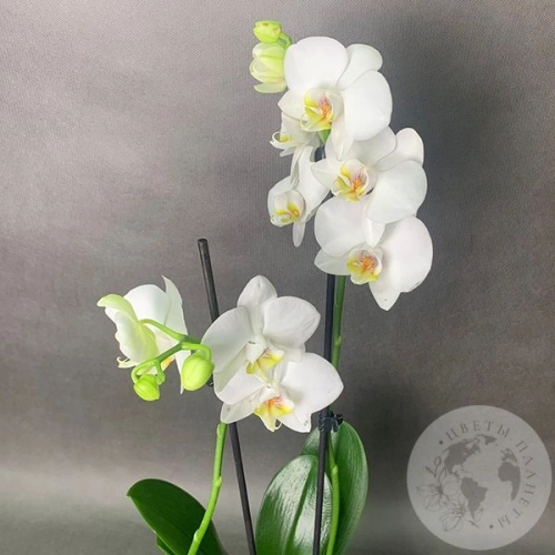 Орхидея белая